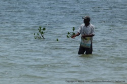 La mangrove semble être un lieu privilégié pour la pêche