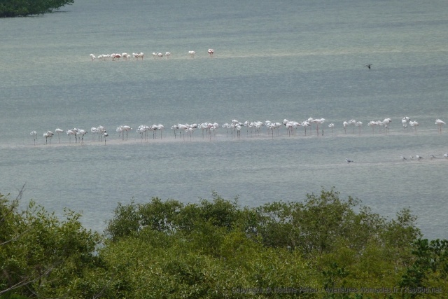 Un groupe de flamants roses à élu domicile dans la baie d'Inhambane