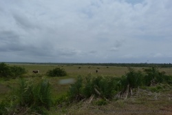 Pour une fois, troupeau de vaches