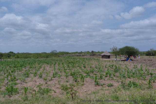 Dès que nous quittons les rives du Limpopo, nous retrouvons une agriculture plus artisanale