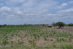 Dès que nous quittons les rives du Limpopo, nous retrouvons une agriculture plus artisanale