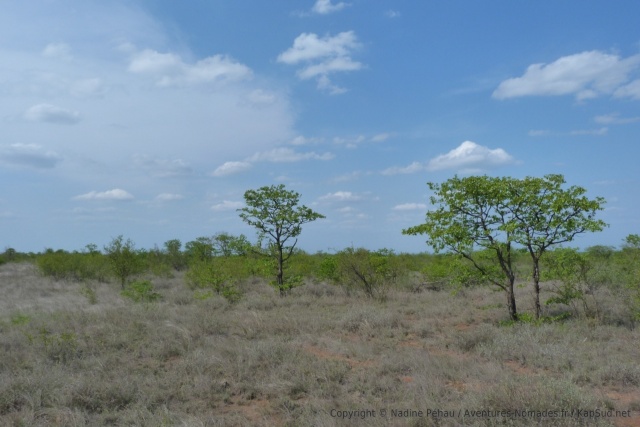 La savane est bien jolie mais surtout bien vide