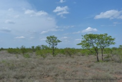 La savane est bien jolie mais surtout bien vide