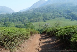 Dés la sortie de Gurué, nous sommes plongés au coeur des plantations de thé