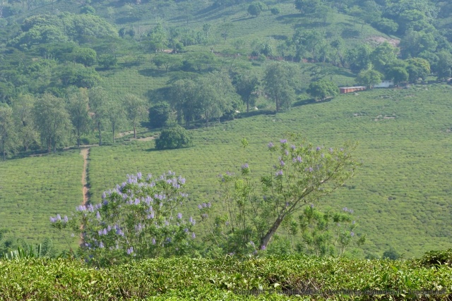 Les champs de thé grimpent sur les flancs des montagnes