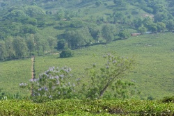 Les champs de thé grimpent sur les flancs des montagnes