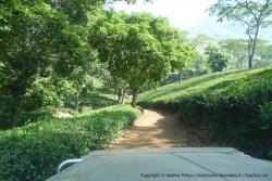Une promenade des plus bucoliques au coeur des plantations de thé de Gurué