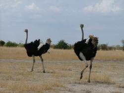 afs_2008_1109(006)