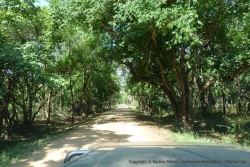 Très vite, la forêt habituelle reprend sa place