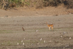 De nombreux oiseaux entourent les animaux
