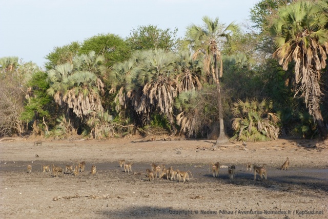 Une troupe de babouins vient s'abreuver bruyamment