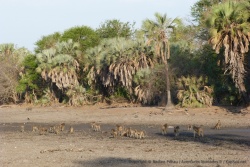 Une troupe de babouins vient s'abreuver bruyamment