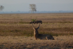 Près des lacs asséchés, la faune se rassemble