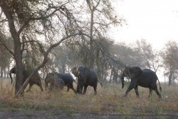 Les éléphants nous chargent sur plusieurs centaines de mètres