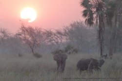 Coucher de soleil sur un petit groupe d'éléphants un peu plus calmes