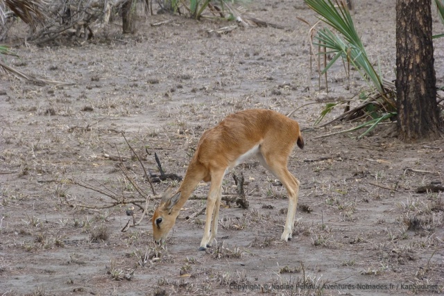 éBeaucoup de gazelles ont le poil rêche et sont toutes efflanquées