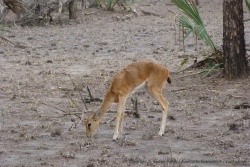 éBeaucoup de gazelles ont le poil rêche et sont toutes efflanquées