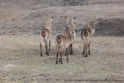Un petit groupe de waterbucks, toujours aussi photogénique