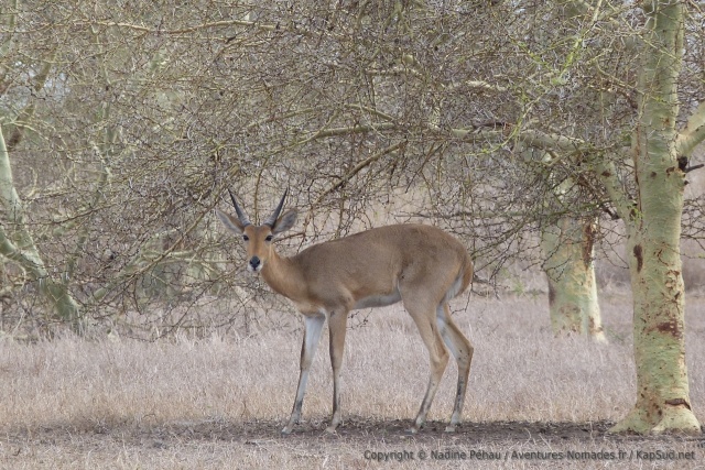 Petite antilope