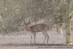Petite antilope