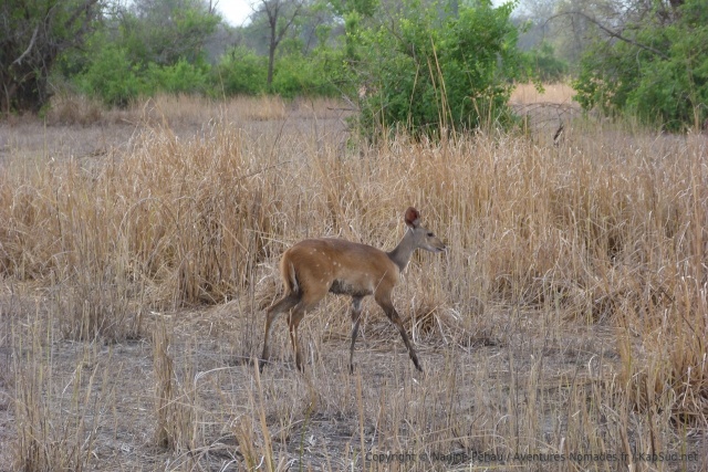 Une gracieuse gazelle