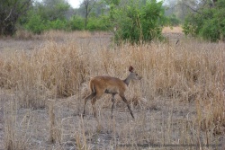 Une gracieuse gazelle