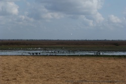 Enfin, de l'eau, pour le plus grand bonheur des animaux !