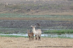 Certains waterbucks sont très clairs, presque blancs