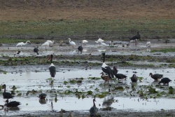 Enormément d'oiseaux sont présents autour des trop rares marres