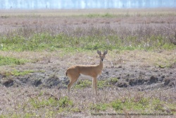 Une sorte d'antilope qu'on ne connait pas encore