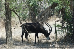 Juste avant de partir la rare mais superbe antilope sable