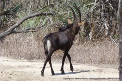L'hippotrague est une très élégante antilope