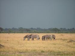 afs_2008_1109(006)