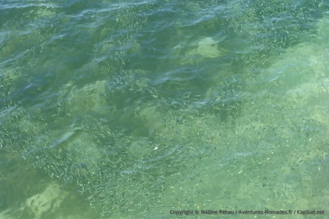 Dans cette eau cristalline, on passerait des heures à observer les petits poissons