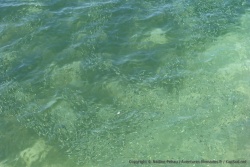 Dans cette eau cristalline, on passerait des heures à observer les petits poissons