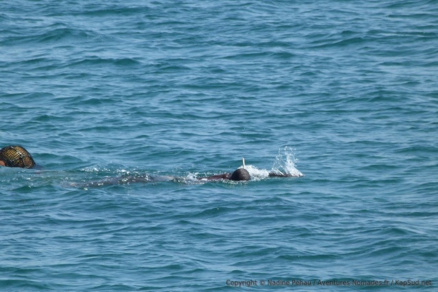 On ne comprend pas bien la manoeuvre que les pêcheurs doivent effectuer mais le rôle de ce plongeur semble très important