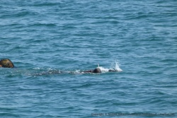 On ne comprend pas bien la manoeuvre que les pêcheurs doivent effectuer mais le rôle de ce plongeur semble très important