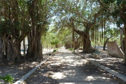 L'ombre bienfaitrice des grands arbres dans le jardin botanique