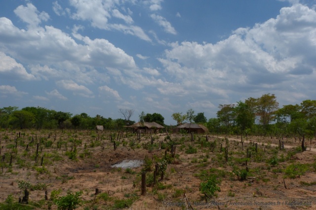 On voit des pousses qui reprennent au pied des arbres coupée, on ose espérer que la forêt repart