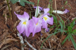Une étrange mais très belle fleur