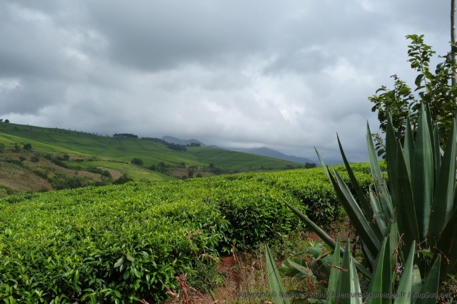 Les nuages lourds de menace affleurent les plantations de thé des environs