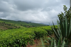 Les nuages lourds de menace affleurent les plantations de thé des environs