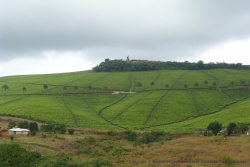 Les plantations de thé sont toujours un chef d'oeuvre d'art graphique