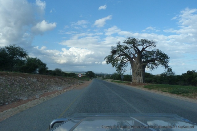 La présence des baobabs atteste du changement de climat de la région