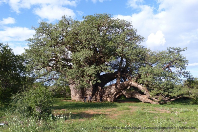 Big Tree, le plus grand baobab du pays mérite la visite guidée pour comprendre l'importance qu'il revêt pour les habitants