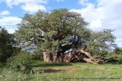 Big Tree, le plus grand baobab du pays mérite la visite guidée pour comprendre l'importance qu'il revêt pour les habitants