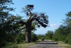 Chaque baobab est un spectacle à lui tout seul, celui-ci en particulier