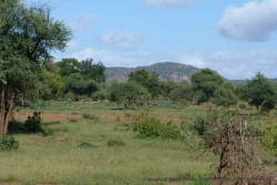 Le nord du Kruger est très vert cette anné