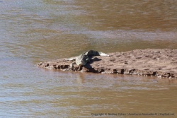 En Afrique, qui dit rivière, dit souvent crocodile !