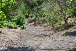 Pourtant il y a déjà des lits de rivière à sec